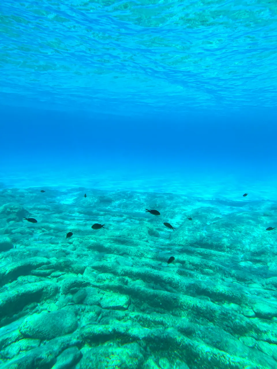 Underwater view of fish over a rocky seabed in clear blue water